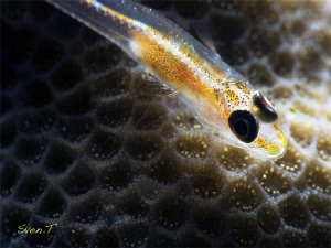 Coral goby by Sven Tramaux 